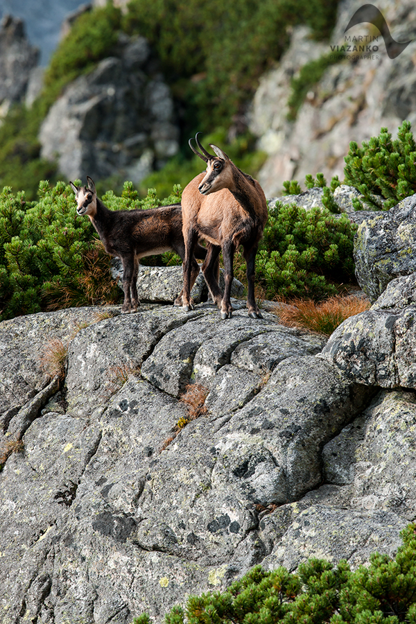 kamzik vrchovský tatranský, rupicapra rupicapra tatrica, chamois, gemse, wildlife, photo, divoká príroda, kamzík alpský, vysoké tatry, foto, high tatras